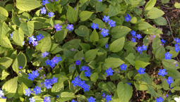 Liten marktäckande växt med blå blommor och gröna blad.