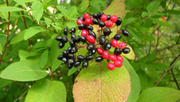 Träd med gröna blad och röda och svarta bär i klase.