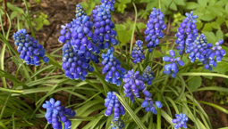 Blå blommor med små klockor