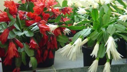 Två växter en med röda en med vita blommor