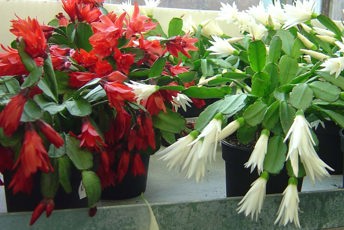 Två växter en med röda en med vita blommor