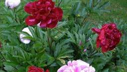 Buske med gröna blad och stora rosa och röda blommor.