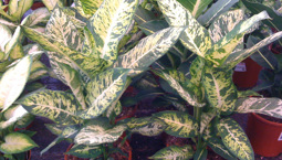 Krukväxt med gröngulbrokiga stora blad.