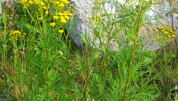 Halvmeter hög växt med gröna flikiga blad och gula knappliknande blommor