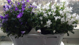 Två krukväxter med gröna blad, en med blå och en med vita blommor