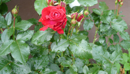 Bild på röd rosenknopp