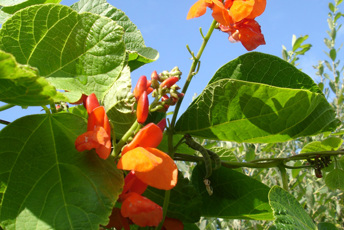 Klängväxt med orangeröda blommor