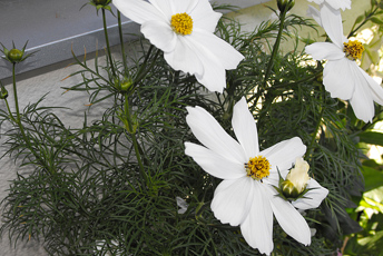 Vit blomma men smala gröna blad.