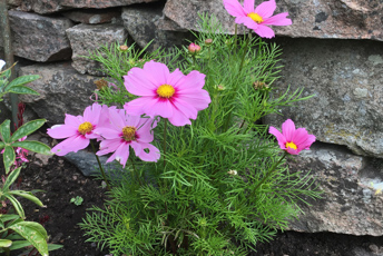 Växt med rosa blommor och tunna gröna blad.