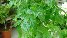 Krukvöxt med blanka ljusgröna blad