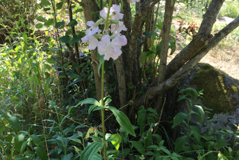 Halvmeter hög växt med gröna blad och rosa blommor