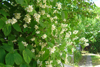 Grön buske med vita blommor