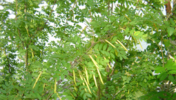 Grön buske med långa ärtskidor