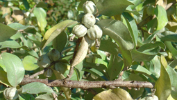 Buske med silvergröna blad och frukter