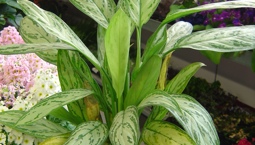 Krukväxt med långa silvergröna blad