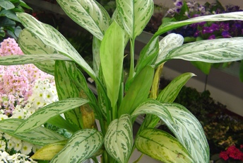 Krukväxt med långa silvergröna blad