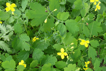 Närbild på gula blommor med gröna blad som växer på marken. 