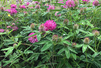 Växt med gröna blad och rosa-röda bollliknande blommor