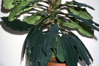 Kaktursliknande krukväxt med gröna blad och vit växtsaft.