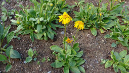 Växt med gröna blad och gula blommor