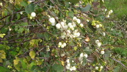Buskväxt med brun stam, gröna blad och vita bär.