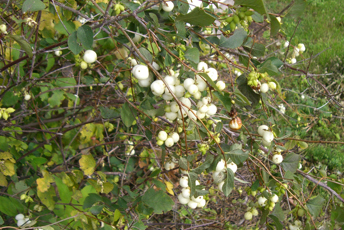 Buskväxt med brun stam, gröna blad och vita bär.