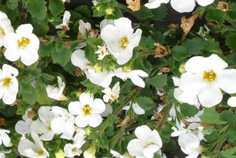 Krukväxt med små blad och många smp vita blommor