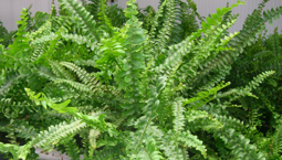 Växt i kruka med gröna blad läng med långa skaft. 