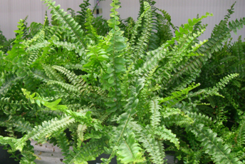 Växt i kruka med gröna blad läng med långa skaft. 