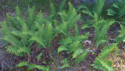 Grön växt med flikiga blad