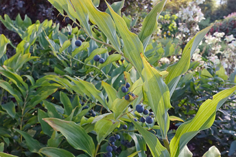 Ganska stor växt med avlånga blad och blåsvarta bär på en lång stängel