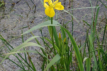 Gul blomma i sjö