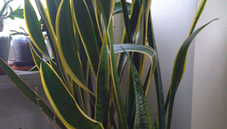 Krukväxt med höga gulgröna blad. 