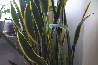 Krukväxt med höga gulgröna blad. 