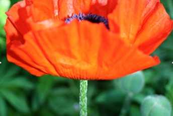 Närbild på blomma med stora röda kronblad och lång smal grön stjälk. 