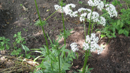 Grön växt med vita flockblommor.