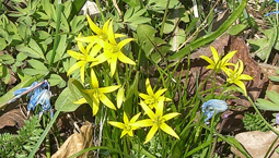 Växt med gröna blad och gula blommor.