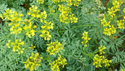 Flera gula blommor med små gröna blad och långa stjälkar.
