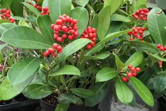 prydnadsväxt med gröna blad och röda bär