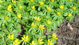 En klunga låga gula blommor med gröna blad.
