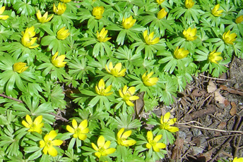 En klunga låga gula blommor med gröna blad.