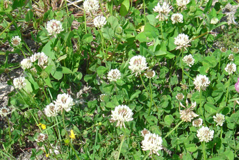 Gröna blad och vita blommor