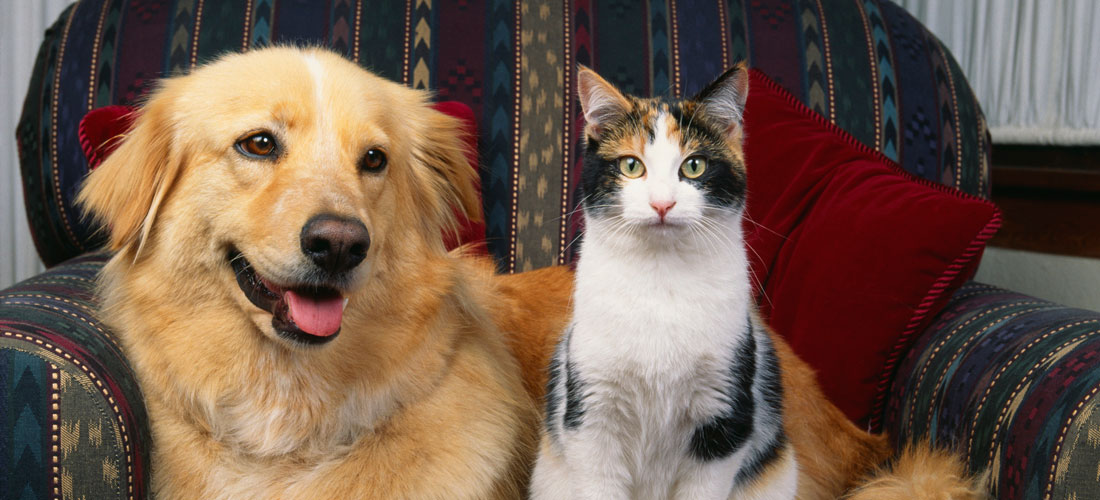 En hund och en katt ligger bredvid varandra på en soffa.