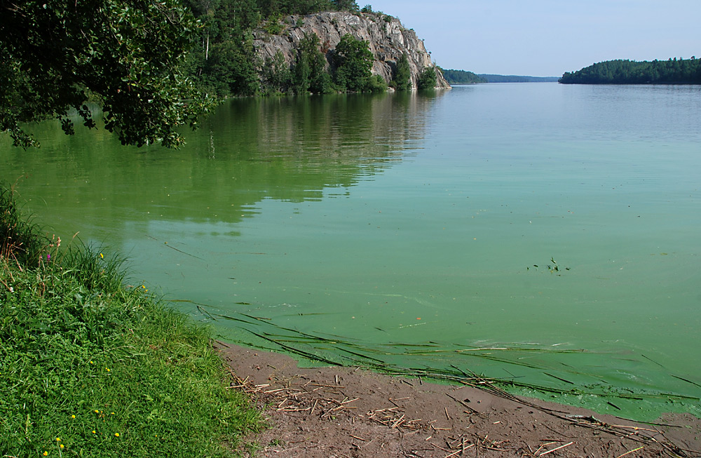 Strand med grönt vatten